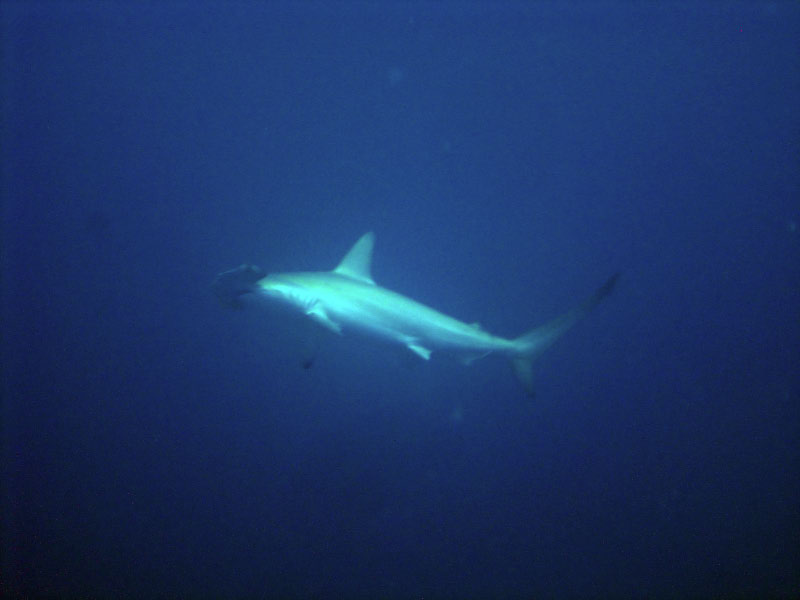 shark DSC03514