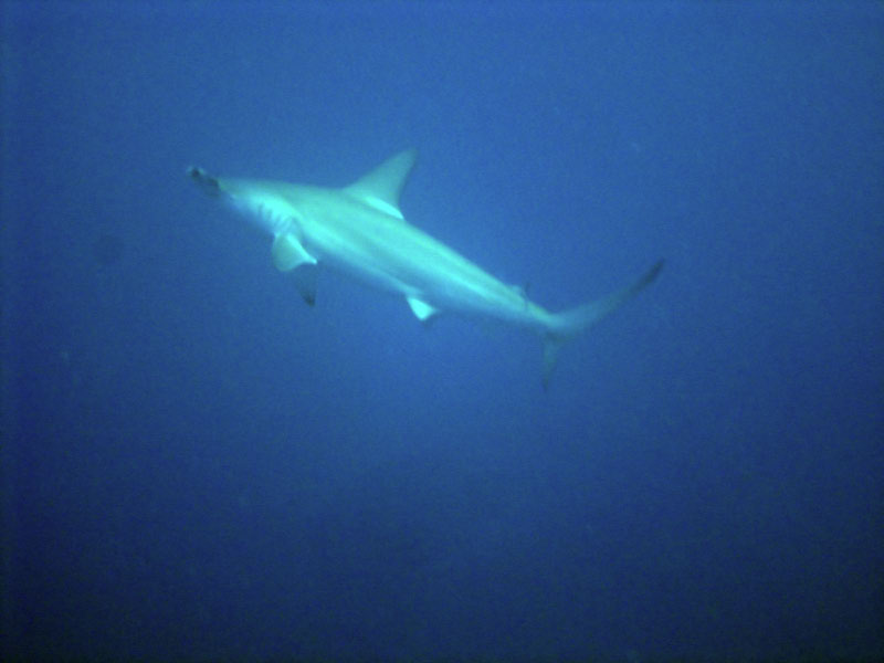 shark DSC03515