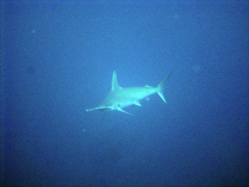 shark DSC03516