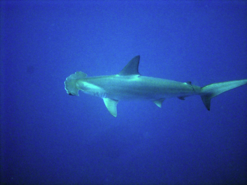 shark DSC03517