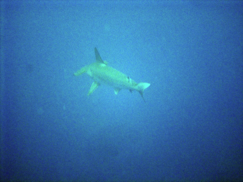 shark DSC03518