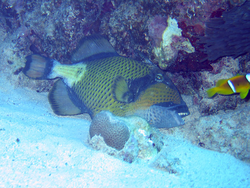 triggerfish 146