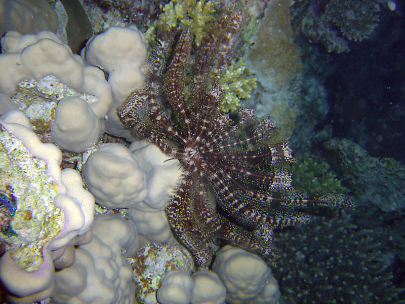 tubeworm DSC03462