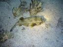 puffer DSC03553