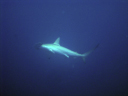 shark DSC03514