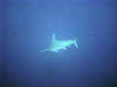 shark DSC03516