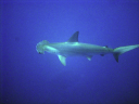 shark DSC03517