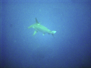 shark DSC03518